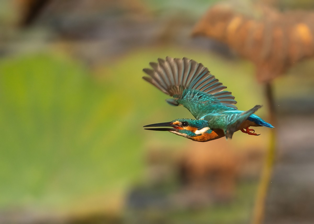 Common Kingfisher - ML631951103