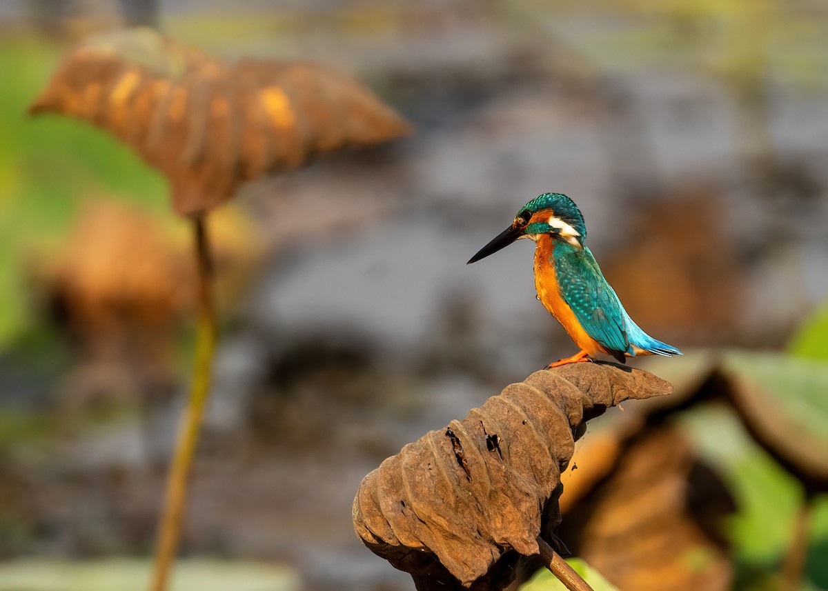 Common Kingfisher - ML631951104