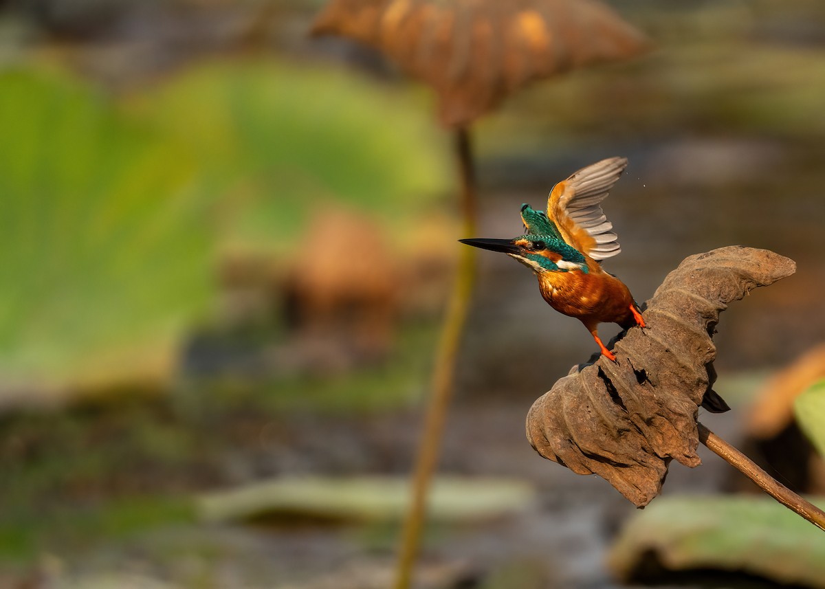 Common Kingfisher - ML631951105