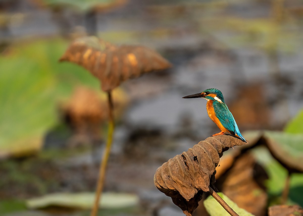 Common Kingfisher - ML631951106