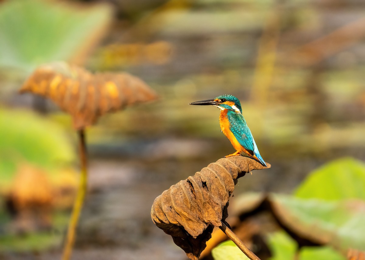 Common Kingfisher - ML631951107