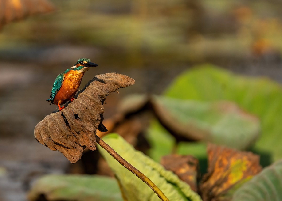Common Kingfisher - ML631951108