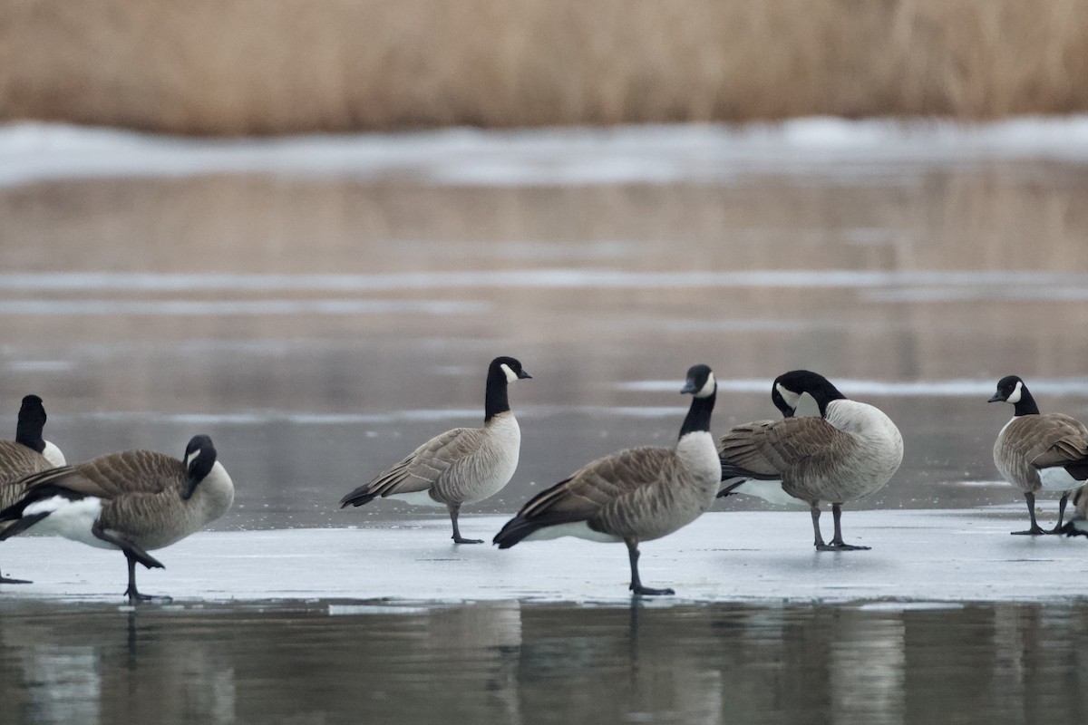 Cackling Goose (Richardson's) - ML631951109