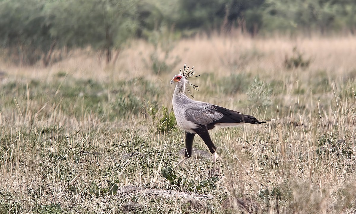 Secretarybird - ML631951188