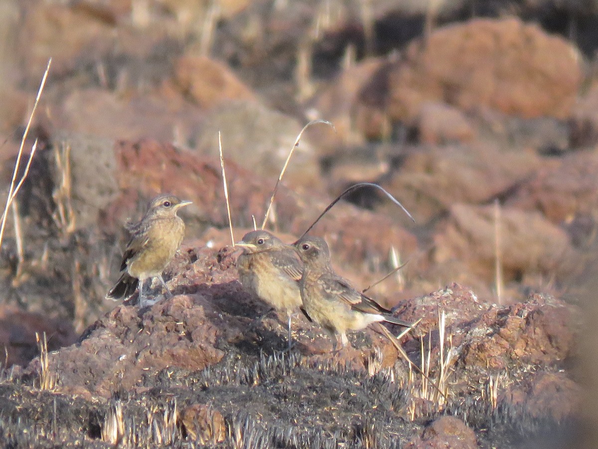 Heuglin's Wheatear - ML631951203