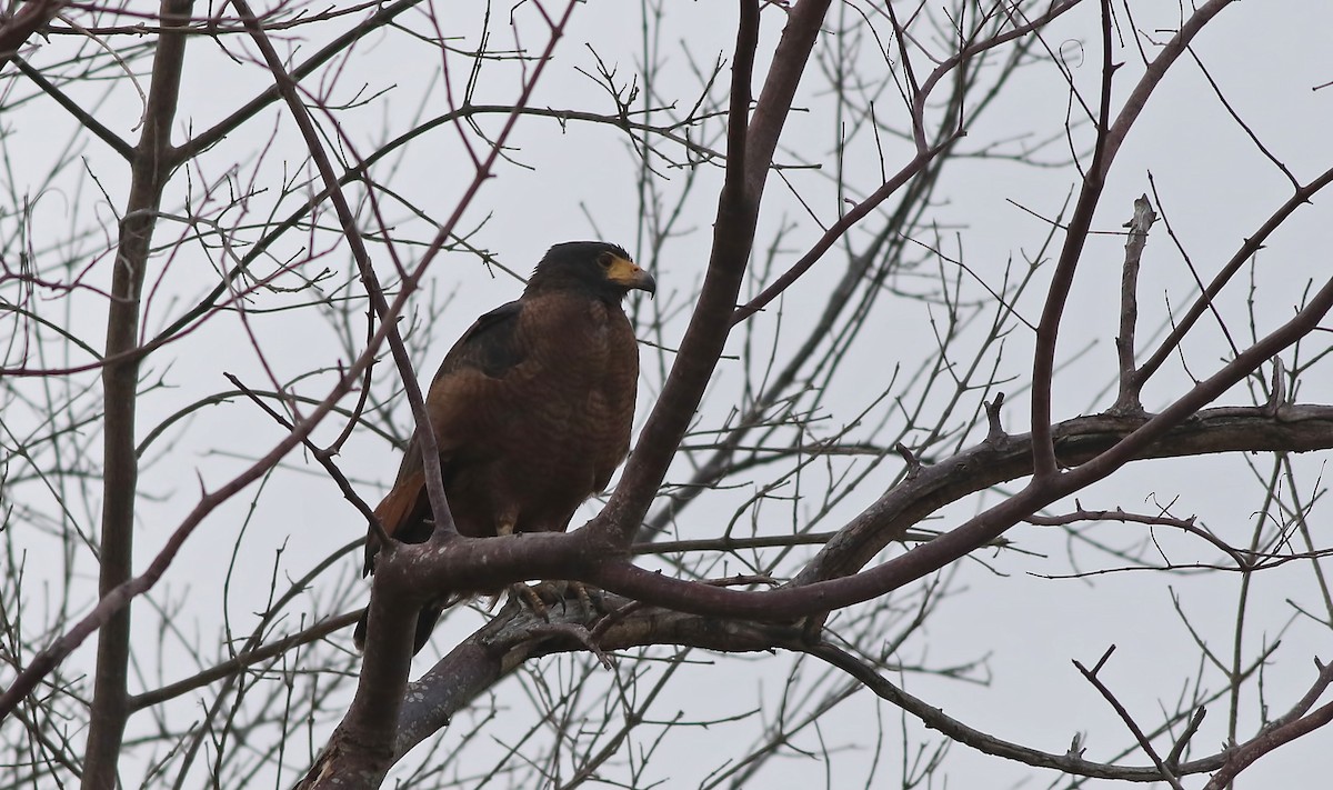 Rufous Crab Hawk - ML631951285