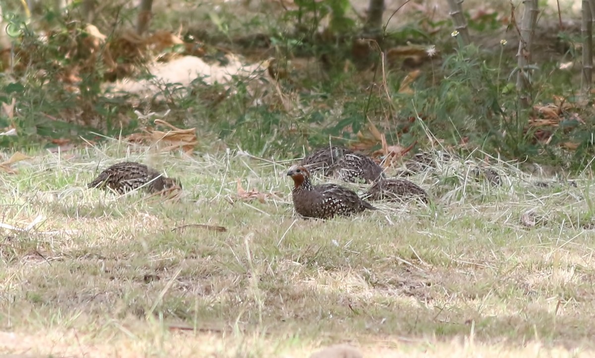 Crested Bobwhite - ML631951342