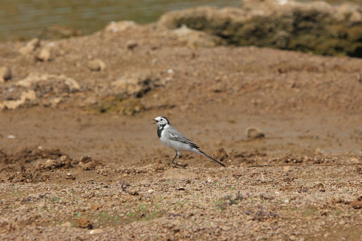 נחליאלי לבן - ML631951390