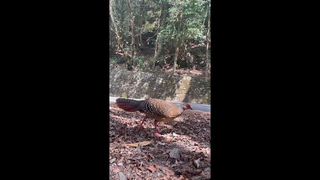 Swinhoe's Pheasant - ML631951406