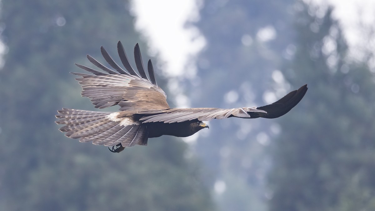 Black Eagle - ML631951662