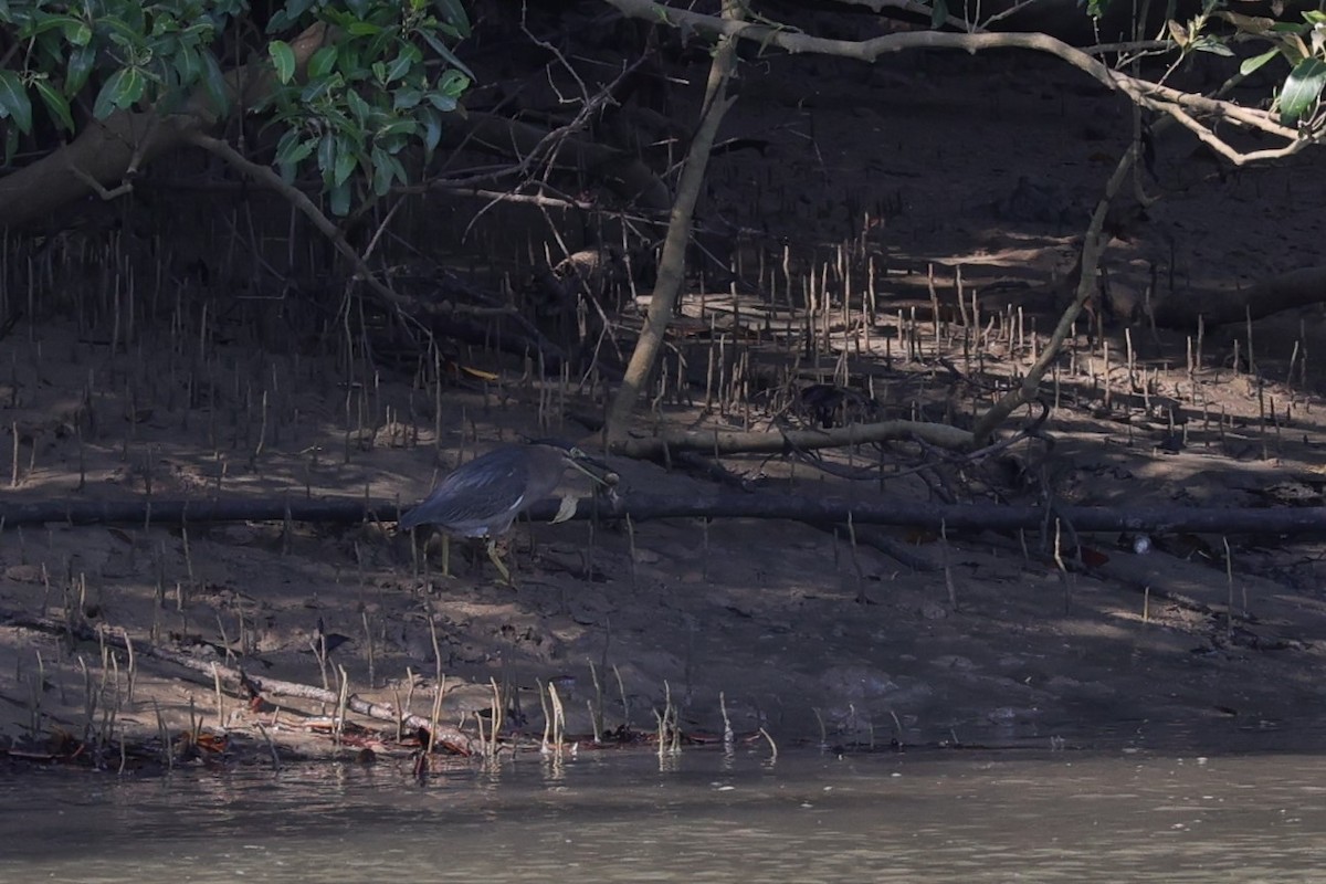 Striated Heron - ML631951695