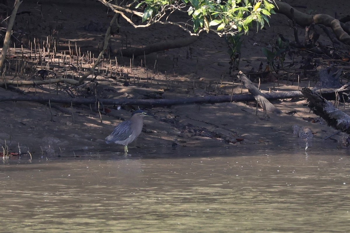 Striated Heron - ML631951696