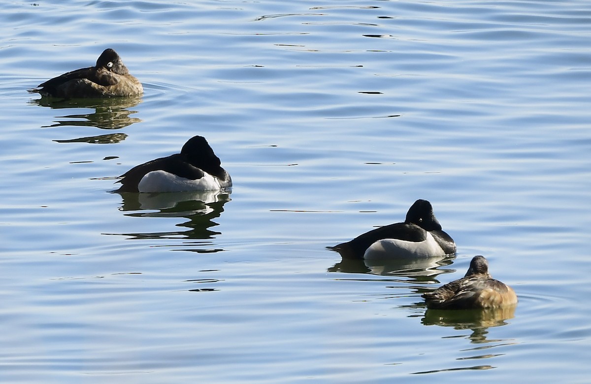 Ring-necked Duck - ML631952124