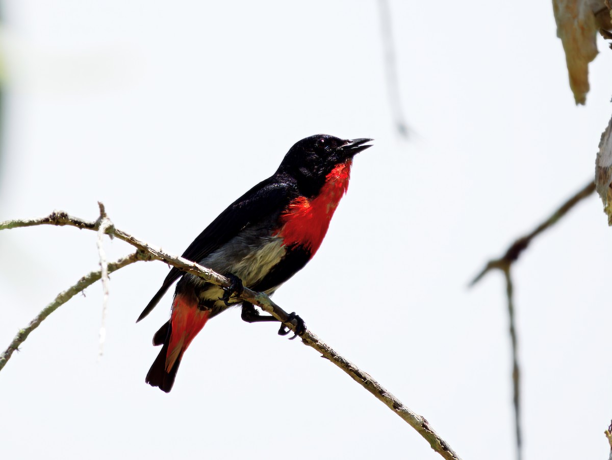 Mistletoebird - ML631952186