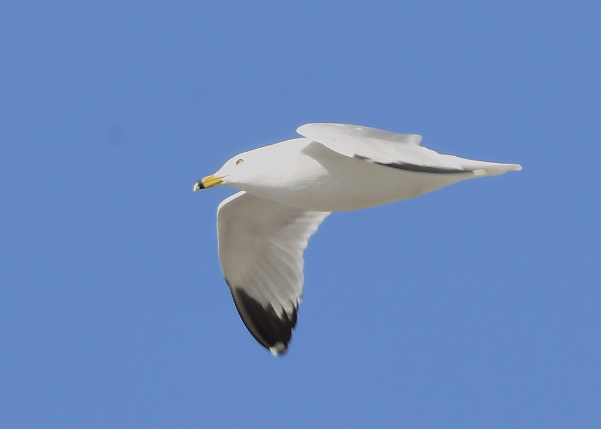 Ring-billed Gull - ML631952236