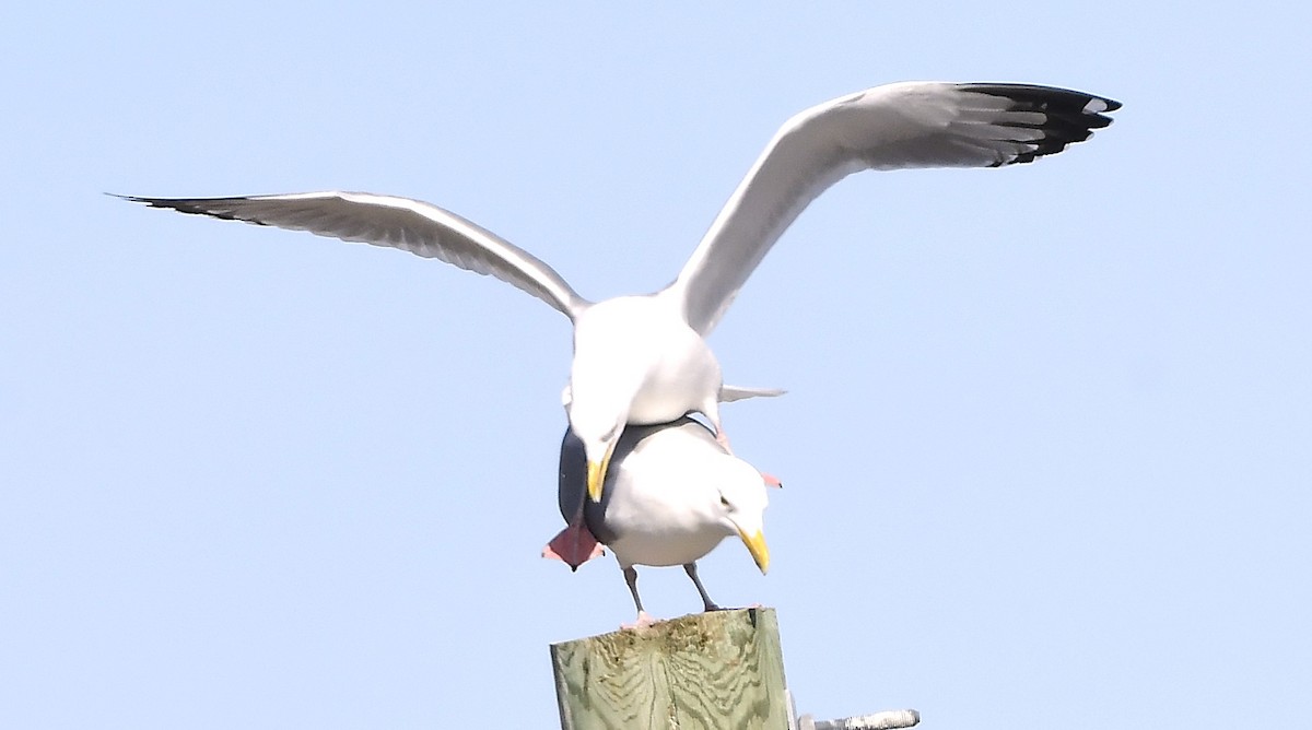 American Herring Gull - ML631952242