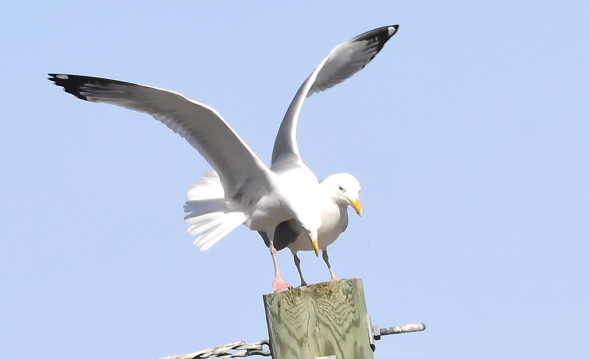 American Herring Gull - ML631952250