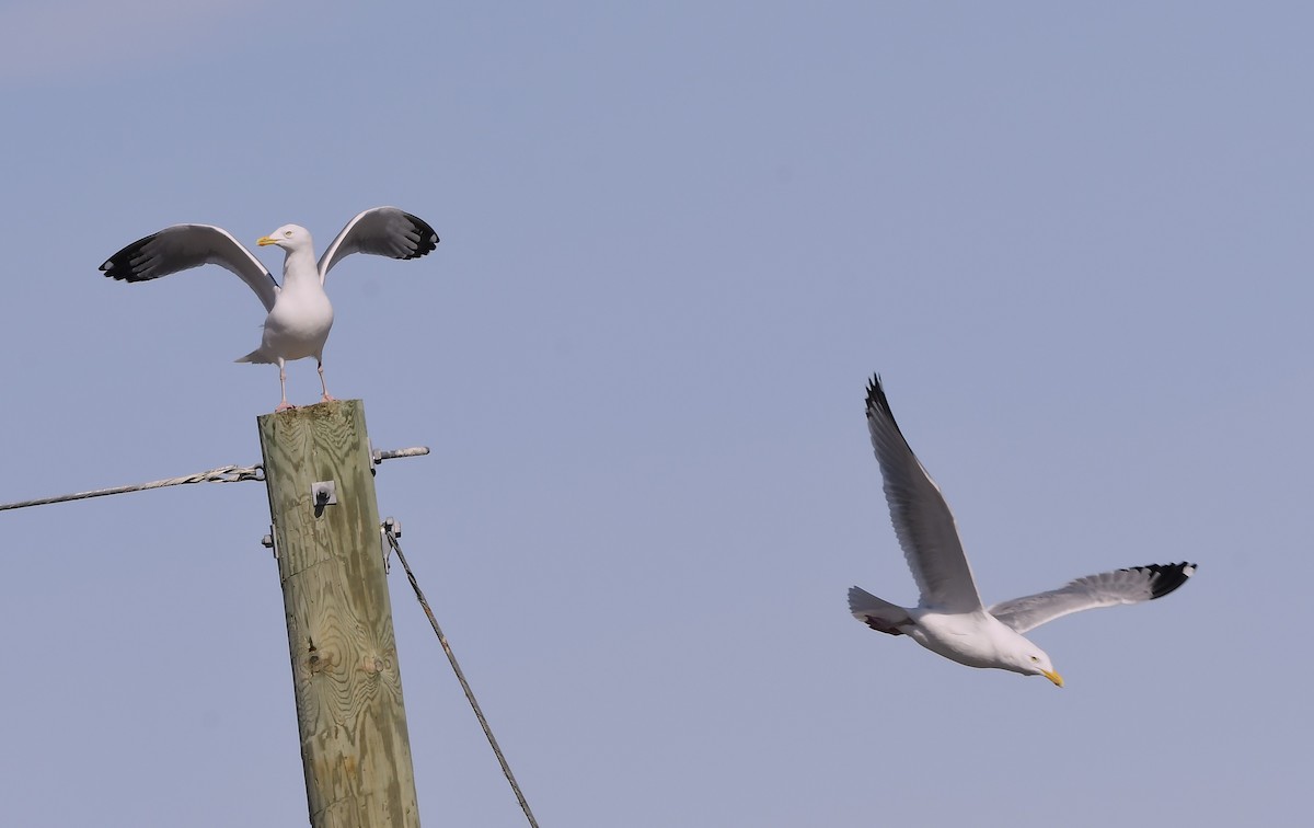 American Herring Gull - ML631952253