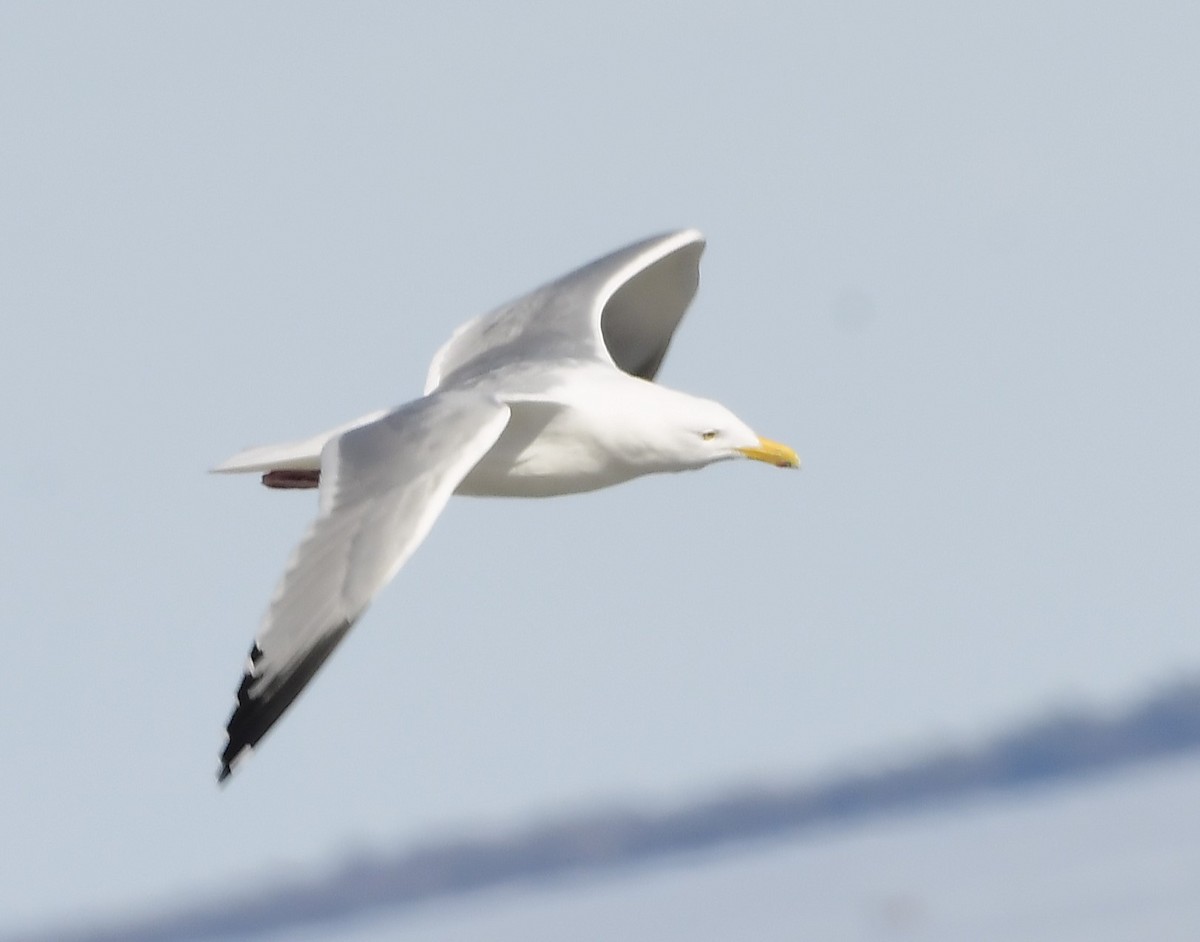 American Herring Gull - ML631952257