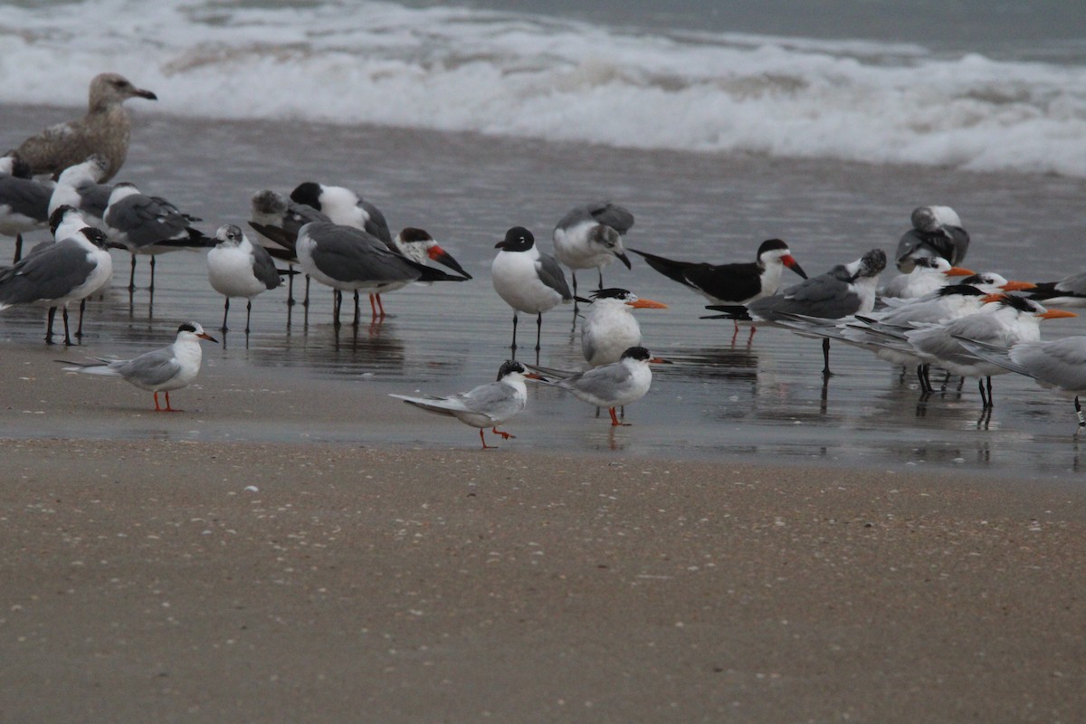 Forster's Tern - ML631952472