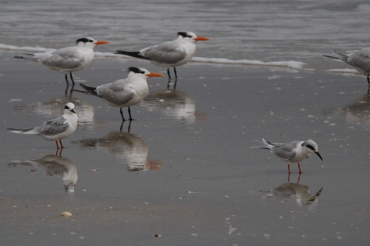 Forster's Tern - ML631952480