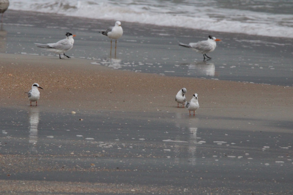 Forster's Tern - ML631952484