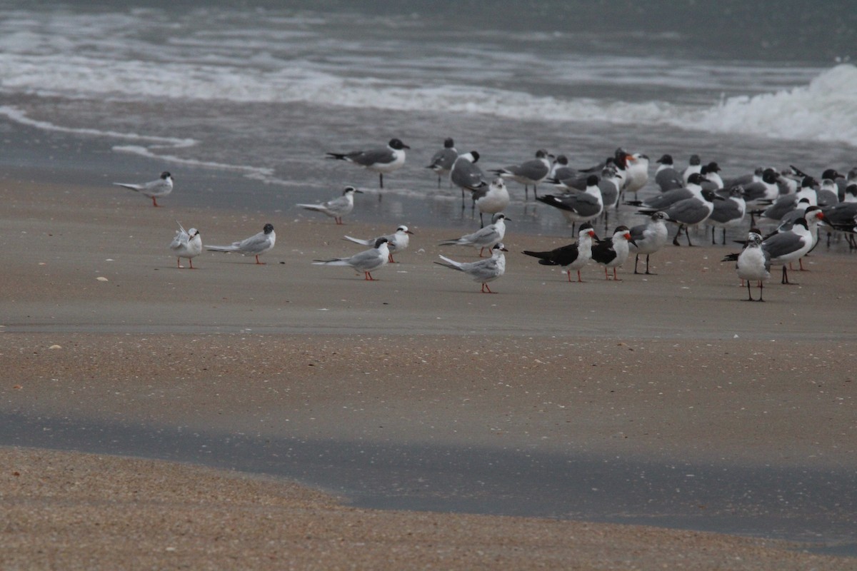 Forster's Tern - ML631952504