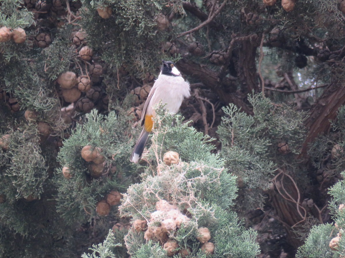 White-eared Bulbul - ML631952551