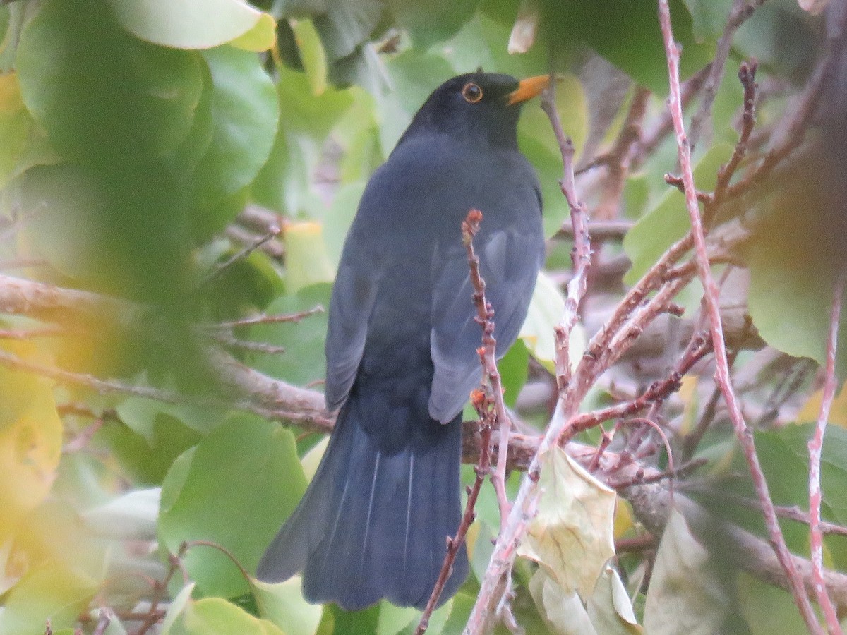 Eurasian Blackbird - ML631952555