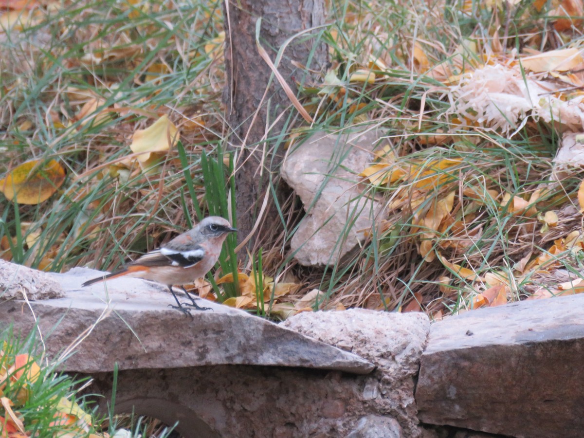 Rufous-backed Redstart - ML631952570