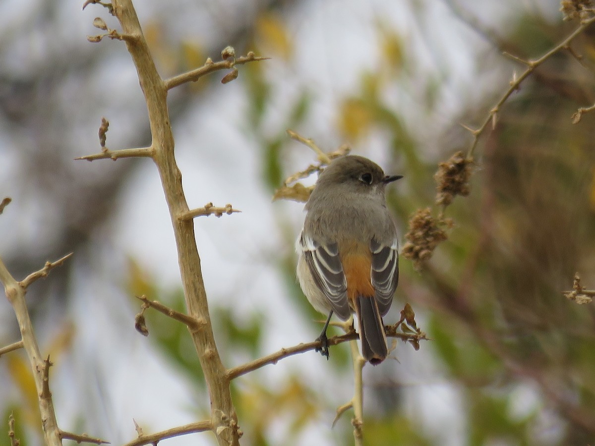 Rufous-backed Redstart - ML631952571