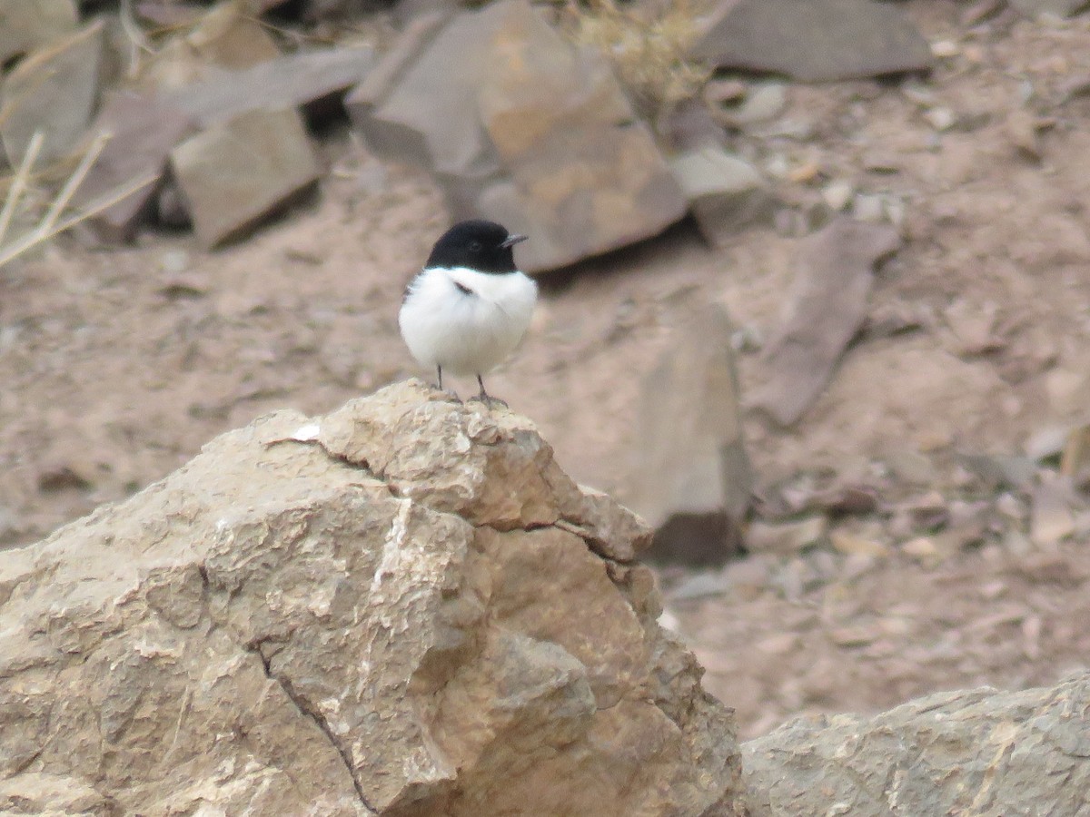 Hume's Wheatear - ML631952574