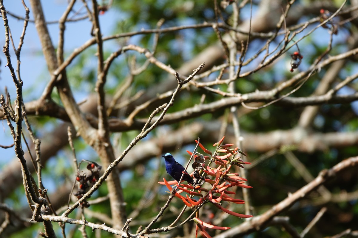 Red-legged Honeycreeper - ML631952678