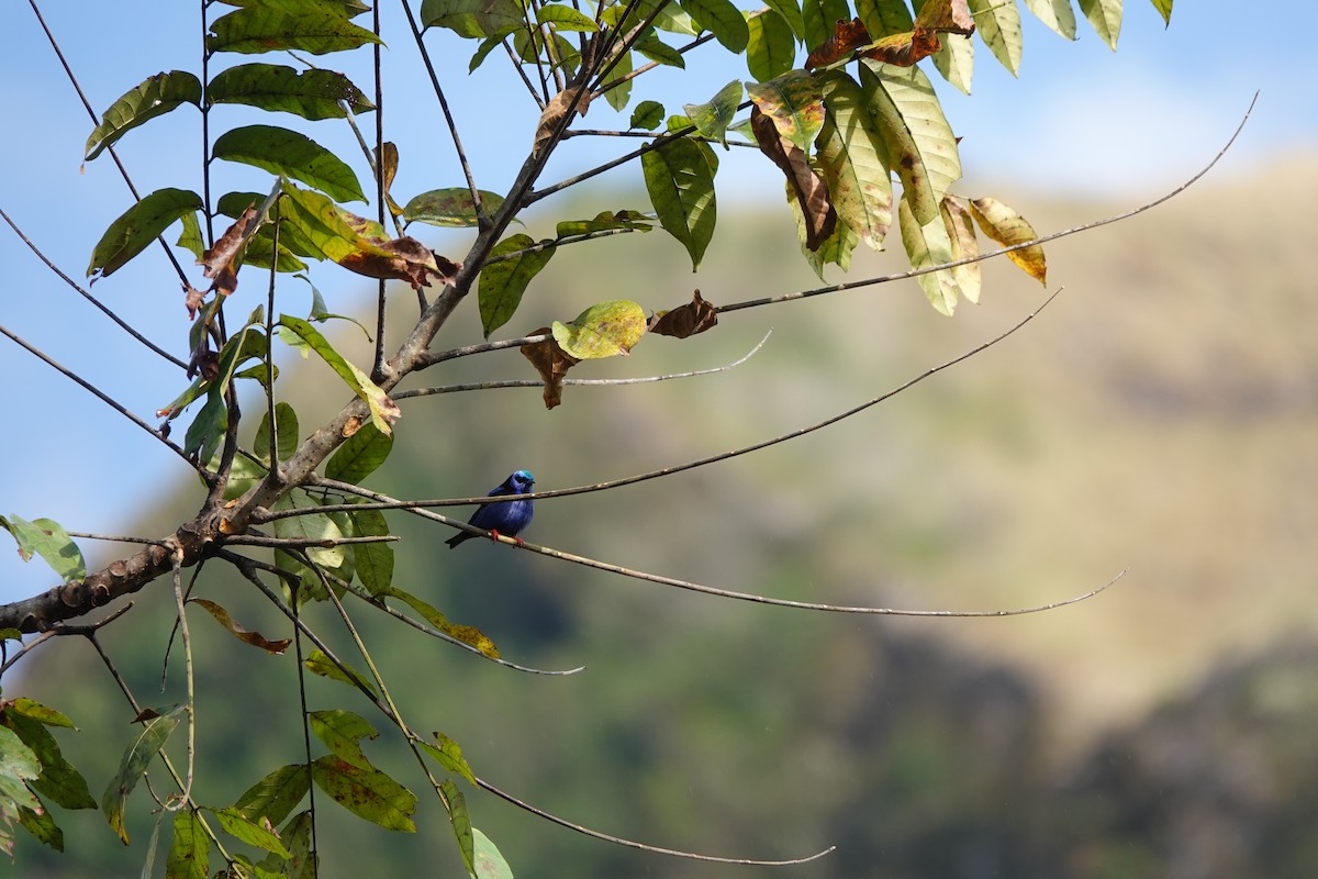 Red-legged Honeycreeper - ML631952683