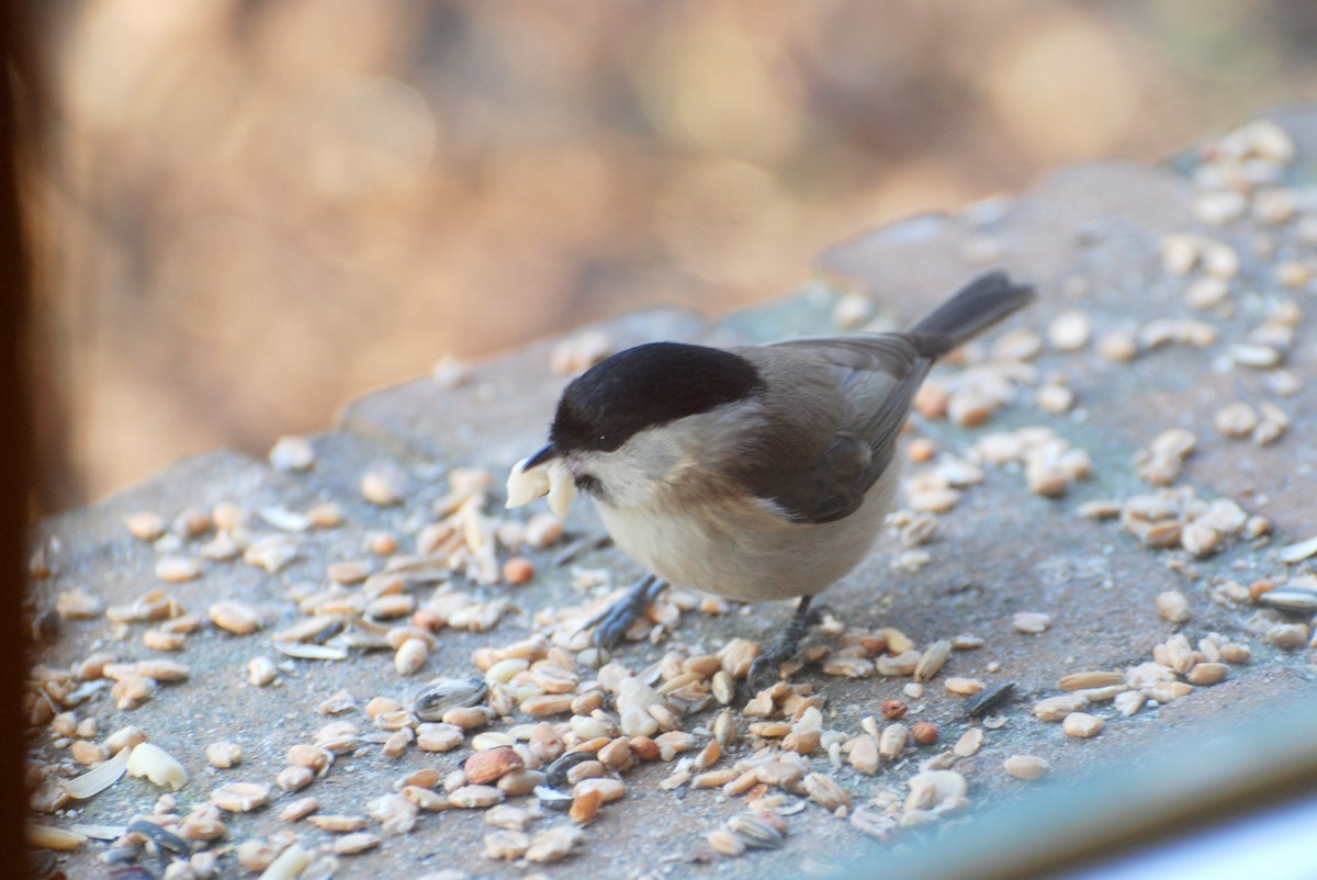 Marsh/Willow Tit - ML631952790