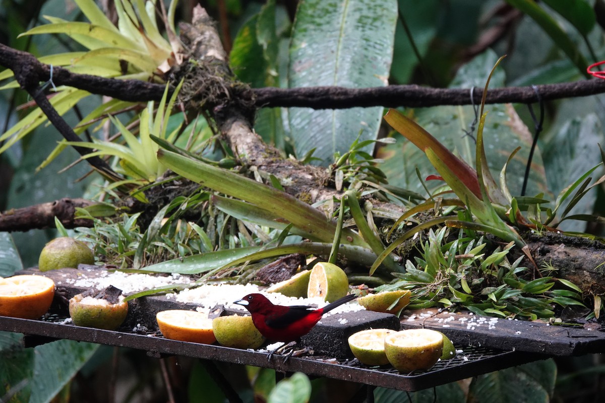 Tangara Dorsirroja - ML631952886