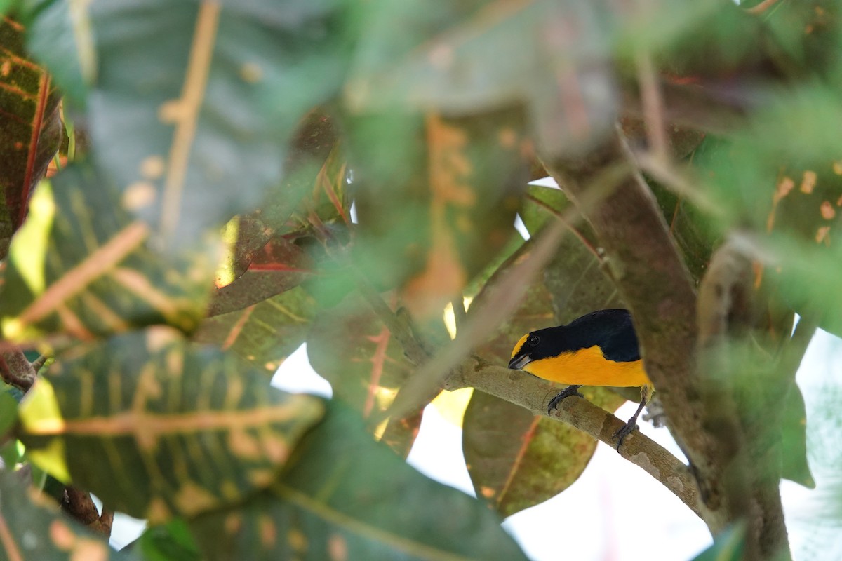 Eufonia Piquigruesa - ML631952912