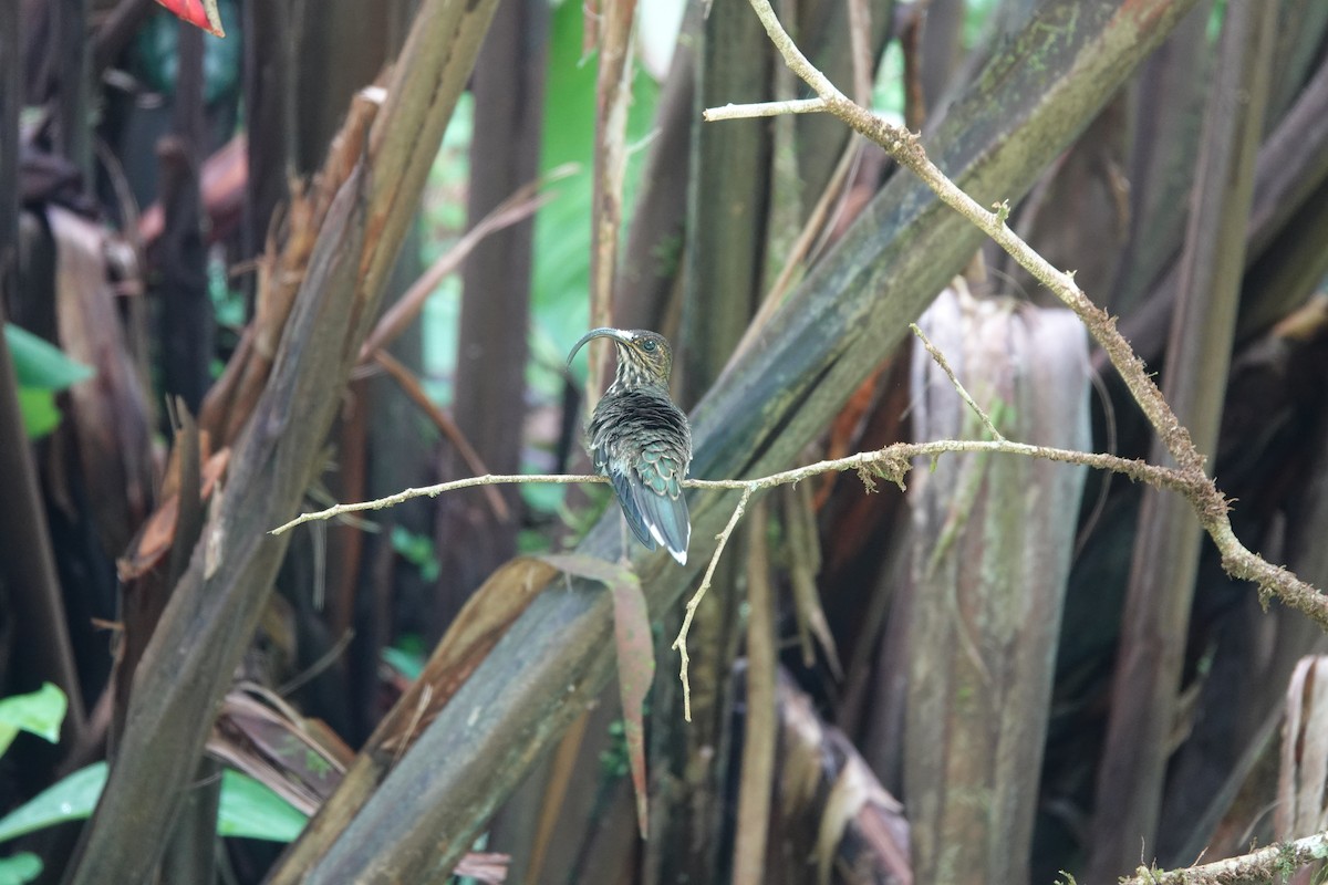 Picohoz Coliverde - ML631952921