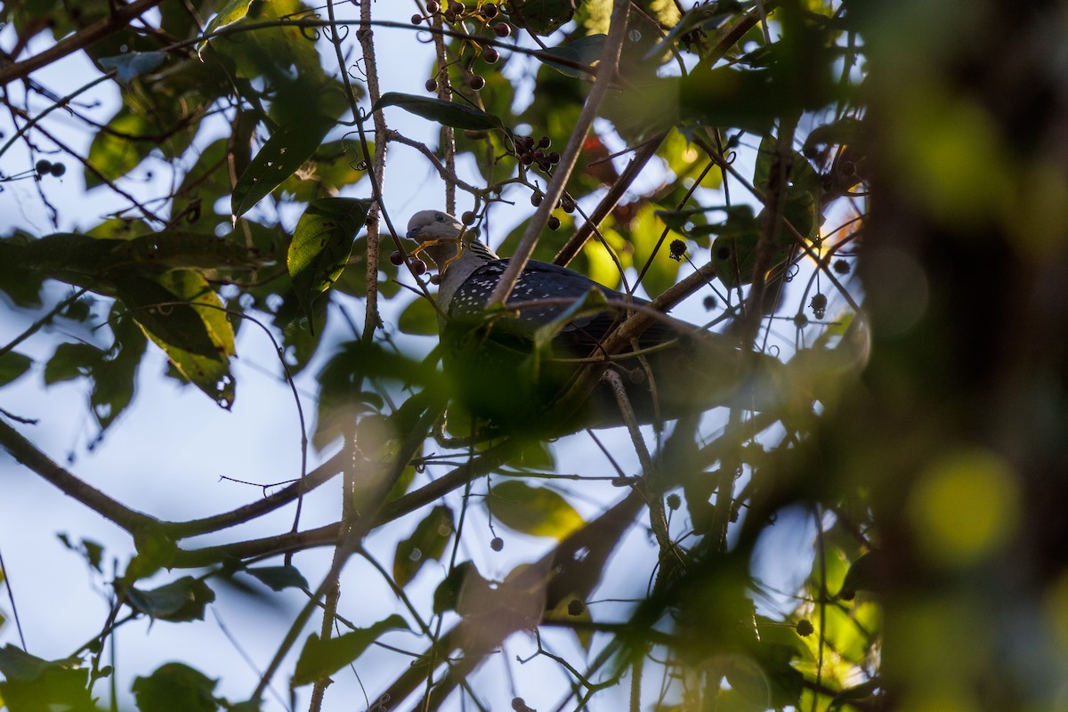 Pigeon de Hodgson - ML631952982