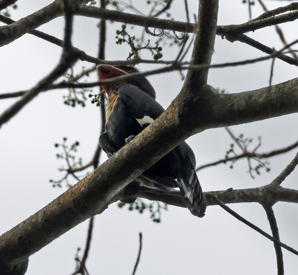 Dusky Broadbill - ML631953242