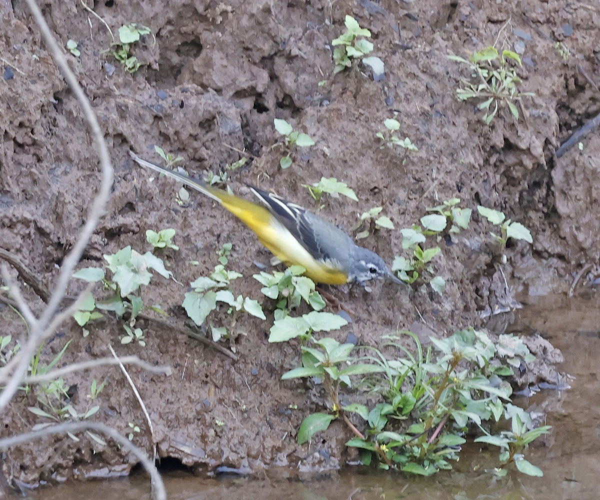 Gray Wagtail - ML631953249