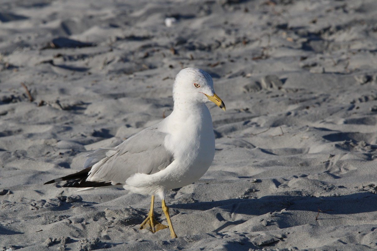 Ring-billed Gull - ML631953371