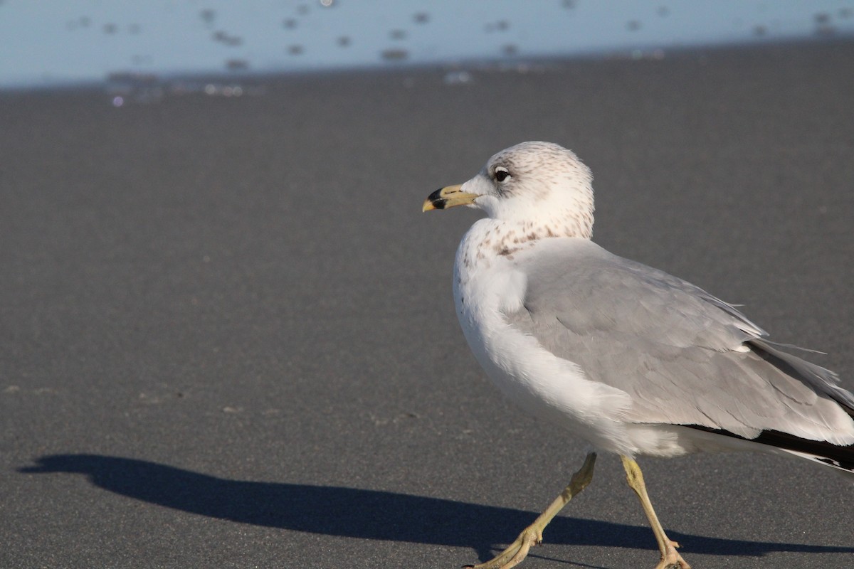 Ring-billed Gull - ML631953442