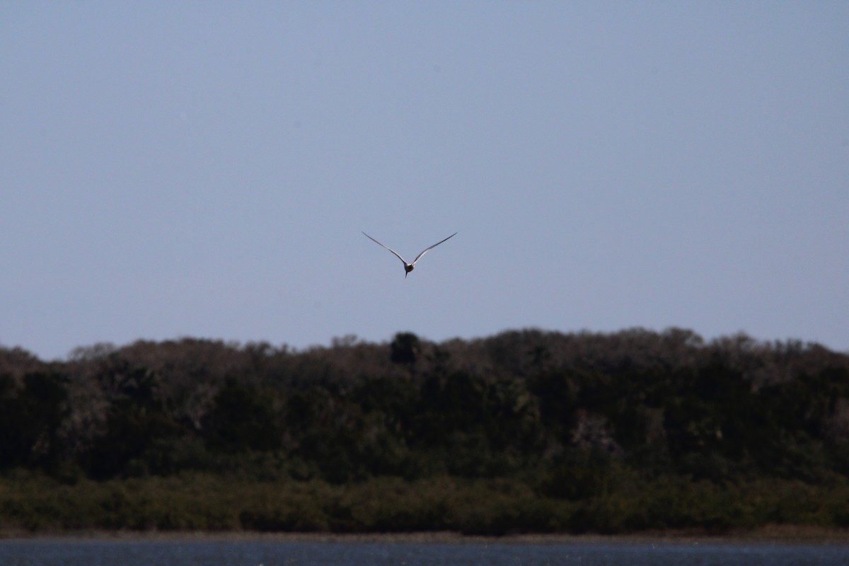 Forster's Tern - ML631953683