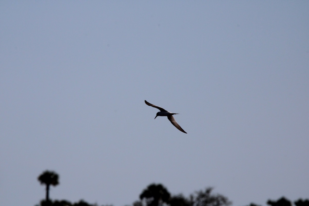 Forster's Tern - ML631953684