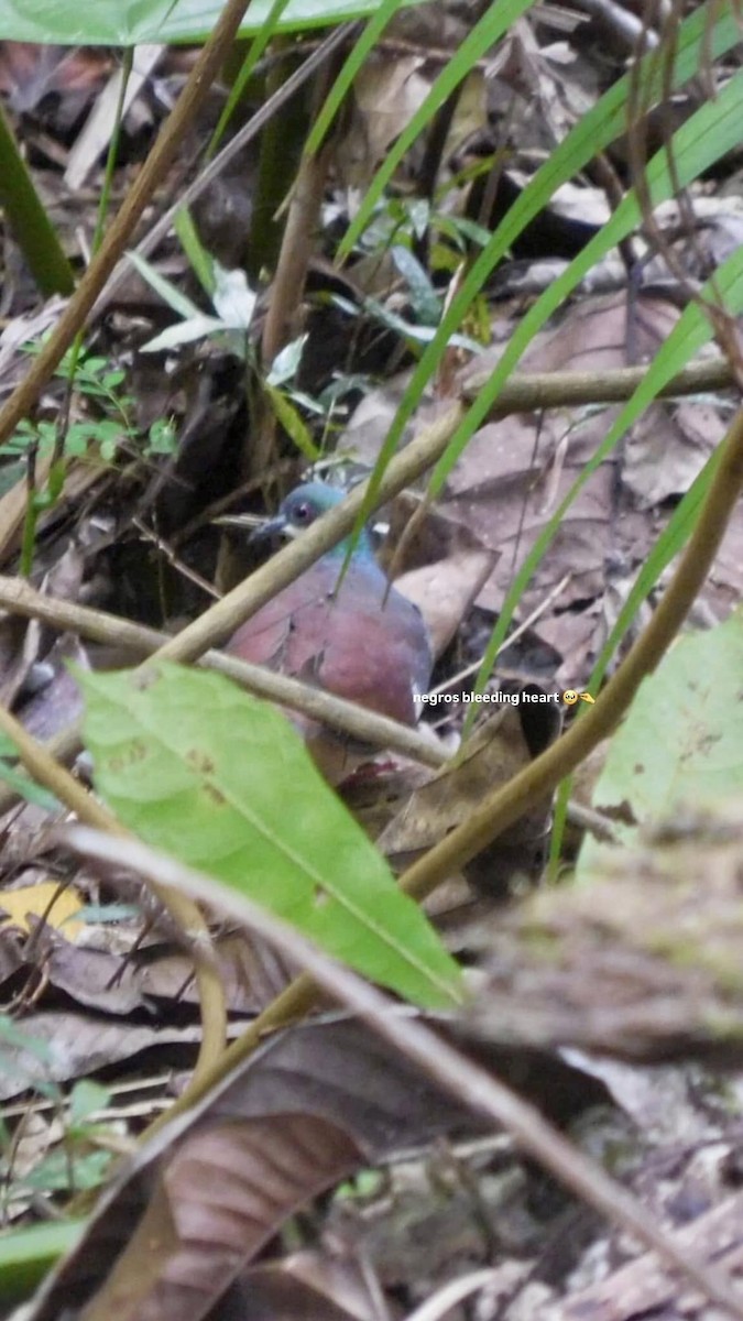 Negros Bleeding-heart - ML631953692