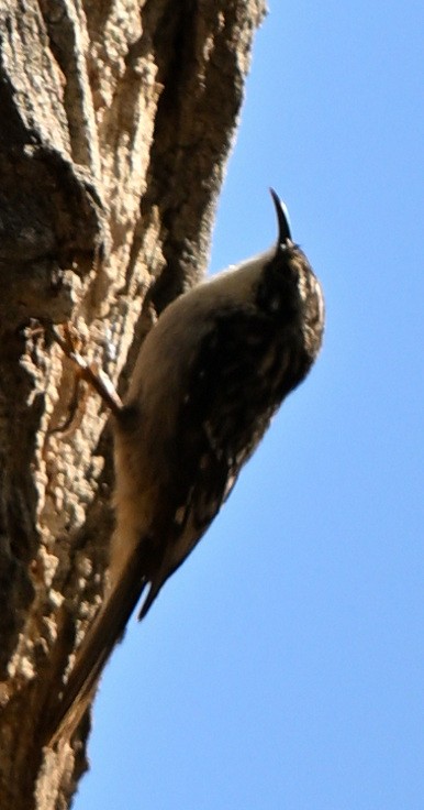 Brown Creeper - ML631953758