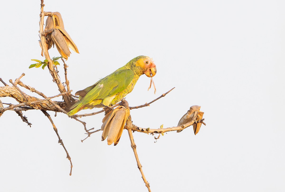 Yellow-faced Parrot - ML631953949