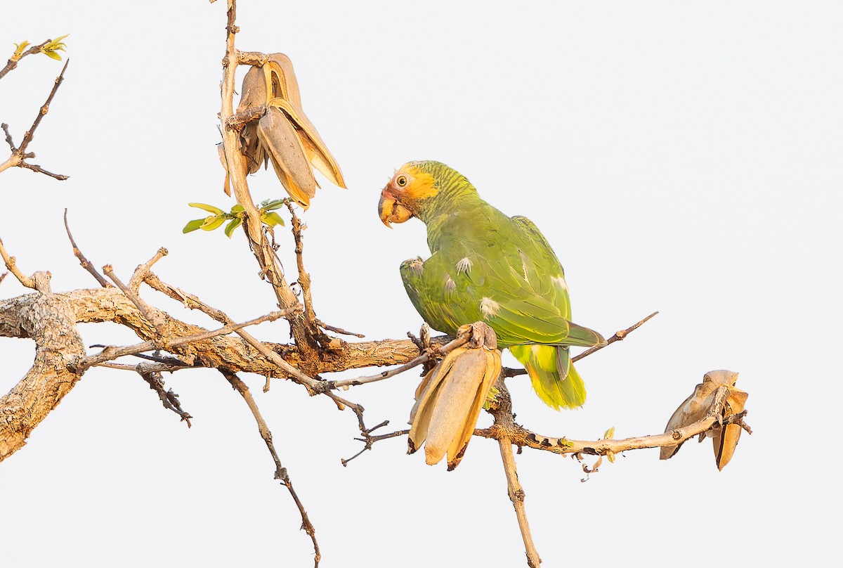 Yellow-faced Parrot - ML631953950