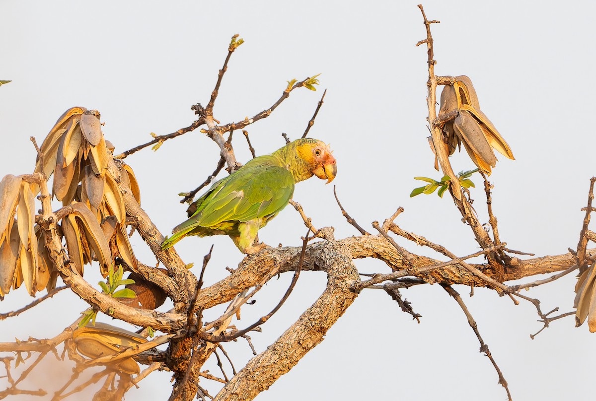 Yellow-faced Parrot - ML631953951